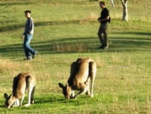 Araucaria Ecotours - Kingaroy Accommodation 0