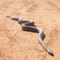 Araucaria Ecotours - Kingaroy Accommodation 3