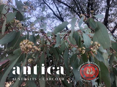 Antica Australis - Winter Fire Festival - Kingaroy Accommodation 0