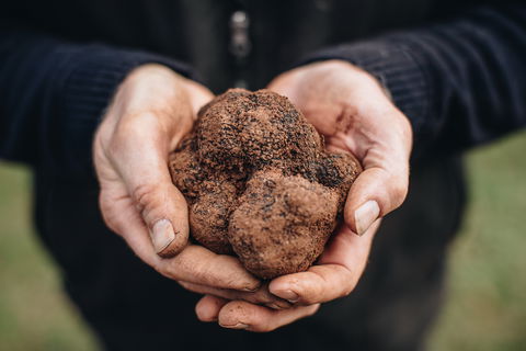 A Taste Of Truffles - Kingaroy Accommodation 0