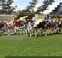 Brighton Show - Kingaroy Accommodation