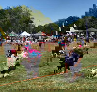 Dogs in the Park Orange - Kingaroy Accommodation