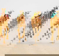 The Quirindi Camel Cup - Kingaroy Accommodation