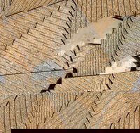 WA Now  Tom Mller Monolith Scores - Virtual Exhibition - Kingaroy Accommodation