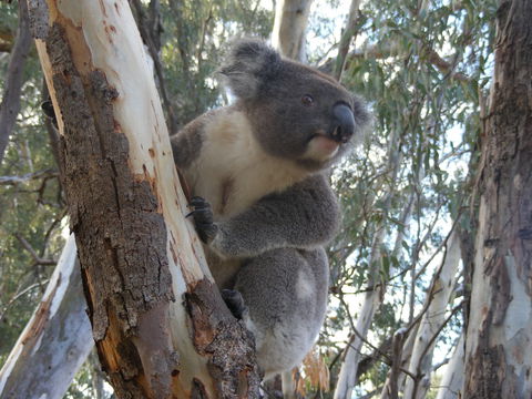 Annual Koala Count - Kingaroy Accommodation 0