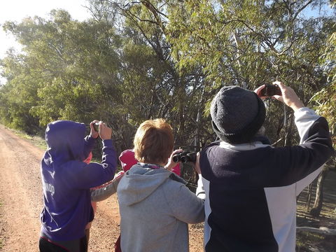 Annual Koala Count - Kingaroy Accommodation 1