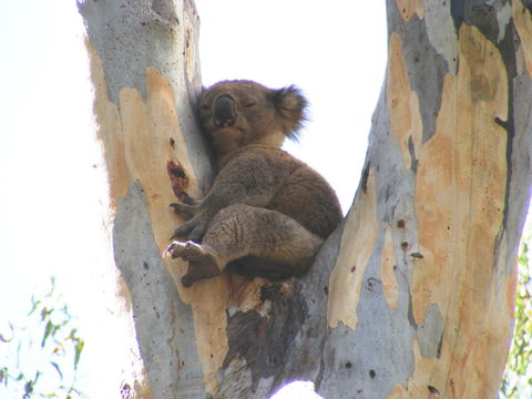 Annual Koala Count - Kingaroy Accommodation 2