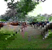 Dorrigo Agricultural Show - Kingaroy Accommodation