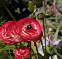 Garden Expo Benalla - Kingaroy Accommodation