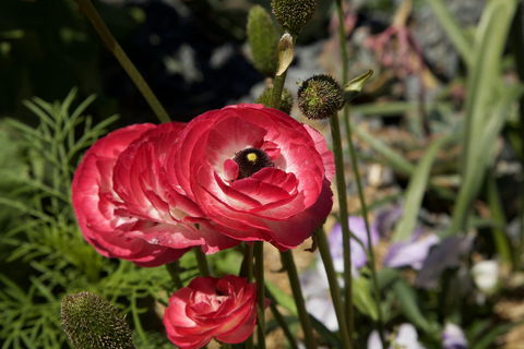 Garden Expo Benalla - Kingaroy Accommodation 0