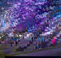 Grafton Jacaranda Festival - Kingaroy Accommodation