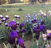 Riverina Iris Farm Open Garden and Iris Display