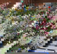 Sapphire Coast Orchid Club Spring Orchid Show - Kingaroy Accommodation
