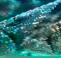 What lurks below - Kingaroy Accommodation