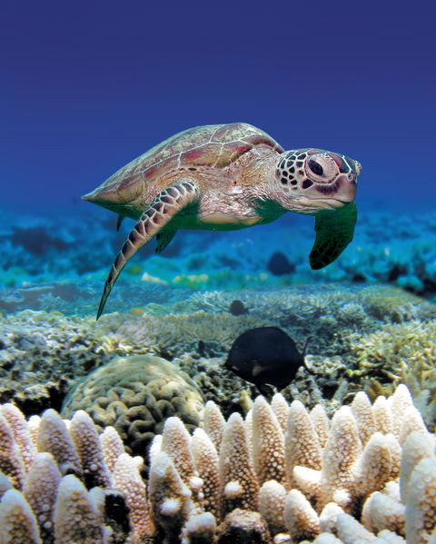 Great Adventures Green Island Ocean Swim - Kingaroy Accommodation 2