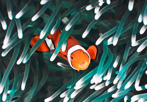 Great Barrier Reef Masters Games - Kingaroy Accommodation 1