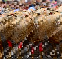 Rosto Merriwa Festival of the Fleeces - Kingaroy Accommodation