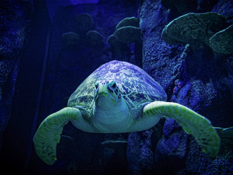 Sydney's Aquarium - Kingaroy Accommodation 0