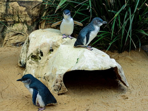 Sydney's Aquarium - Kingaroy Accommodation 2