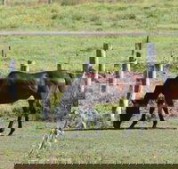 Airport Motel Sir Francis Drake - Kingaroy Accommodation