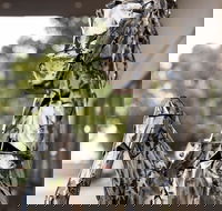 Best Western Sanctuary Inn - Kingaroy Accommodation