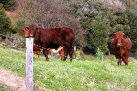 Top Of The Hill - Kingaroy Accommodation 6