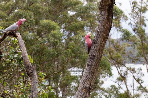 The Coombe On Wilson Inlet - Kingaroy Accommodation 6