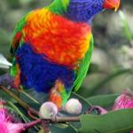 Cottage By The Bay - Kingaroy Accommodation 0