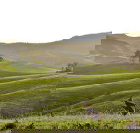 Ketchup's Bank Glamping - Kingaroy Accommodation