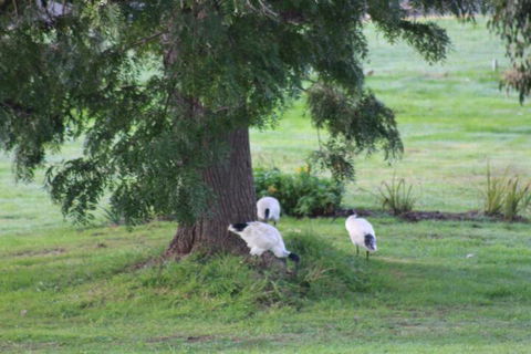 Nyora Lodge B & B - Kingaroy Accommodation 3