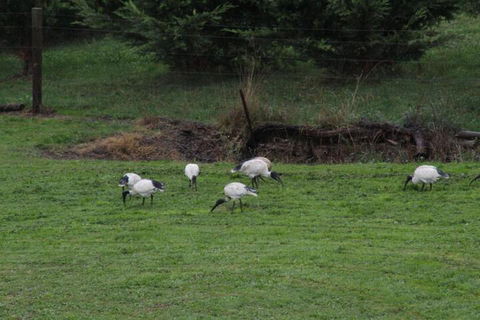 Nyora Lodge B & B - Kingaroy Accommodation 2