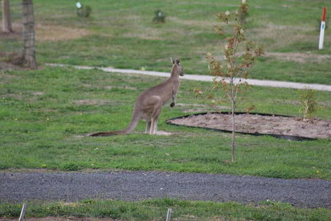 Nyora Lodge B & B - Kingaroy Accommodation 7