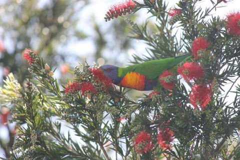 The Dollhouse Cottage - Kingaroy Accommodation 5