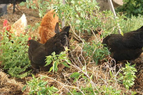 The Dollhouse Cottage - Kingaroy Accommodation 2
