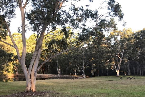 Azaltie - Kingaroy Accommodation 7