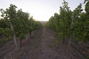 Barristers Block Vigneron Villa - Kingaroy Accommodation 4