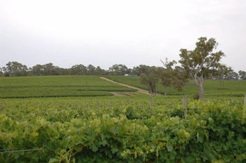 Barristers Block Vigneron Villa - Kingaroy Accommodation 6