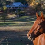 Historic Oak Hill House Estate Truffle Gourmet Festival Region - Kingaroy Accommodation 0