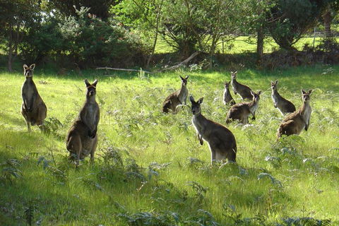 Blue House Denmark - Kingaroy Accommodation 1