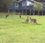 Blue House Denmark - Kingaroy Accommodation