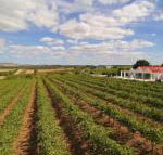Barossa Valley Lyndoch - Kingaroy Accommodation