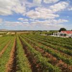 Barossa Valley Lyndoch - Kingaroy Accommodation 0