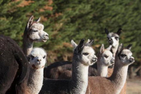 Malakai Farm Stay - Kingaroy Accommodation 4