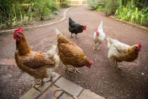 Malakai Farm Stay - Kingaroy Accommodation 7