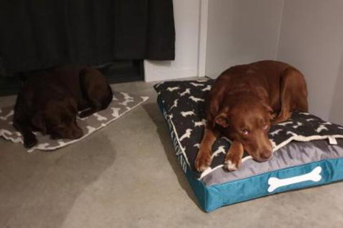 Hoof & Hound Country Escape - Kingaroy Accommodation 2