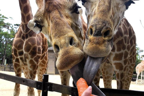 Roar And Snore At Taronga Zoo Sydney - Kingaroy Accommodation 5