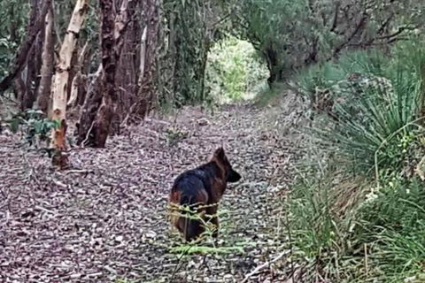 Wisteria Cottage Augusta - Kingaroy Accommodation 2