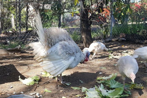 Gowrie Agapanthous - Kingaroy Accommodation 1