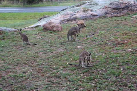 Zuny Yurt - Kingaroy Accommodation 3