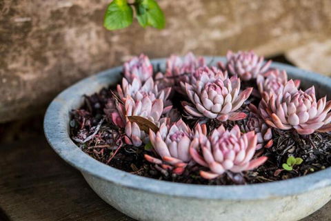 Aggies Bed & Breakfast - Kingaroy Accommodation 3